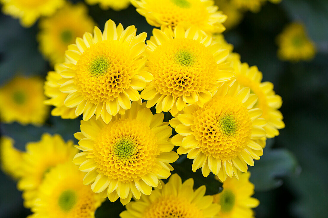 Chrysanthemum 'Asia-Cut Mums® Tarim Yellow'(s)