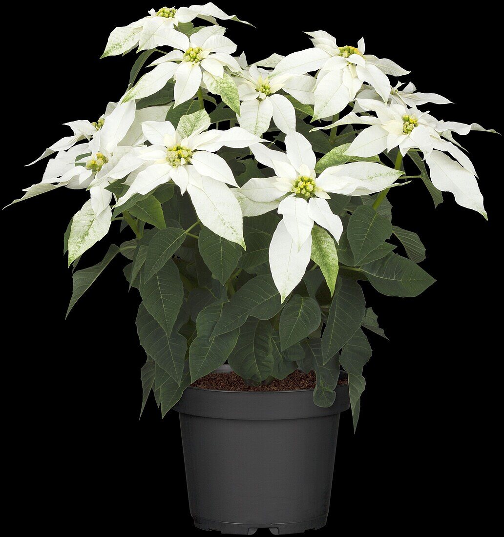 Euphorbia pulcherrima Max White