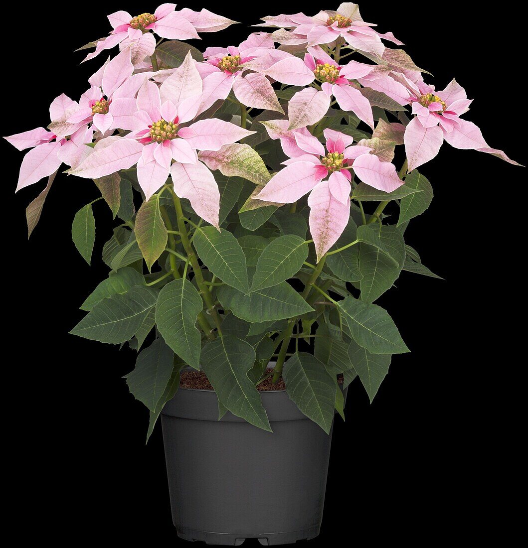Euphorbia pulcherrima 'Soft Pink'
