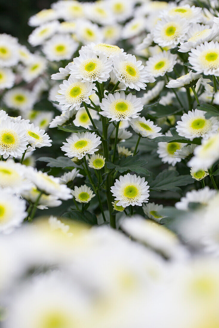 Chrysanthemum 'Asia-Cut Mums® Tarim White'(s)