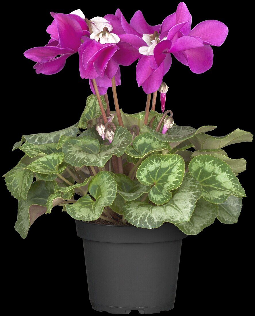 Cyclamen persicum 'Fleur en Vogue'