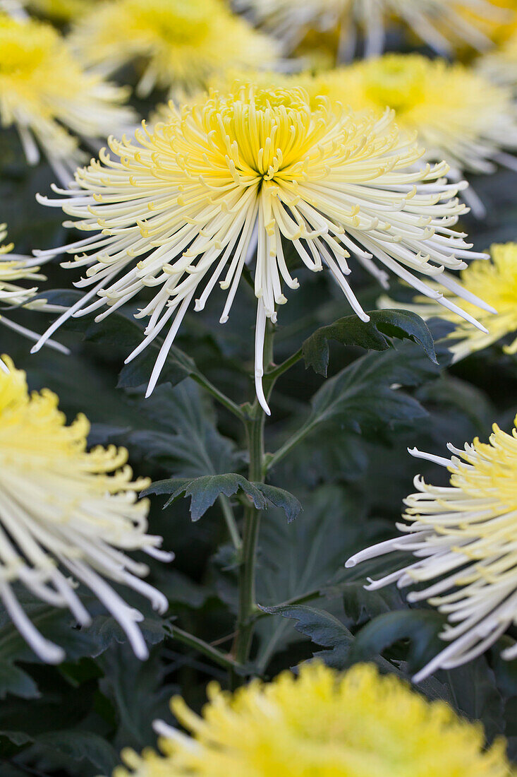 Chrysanthemum indicum White Spider