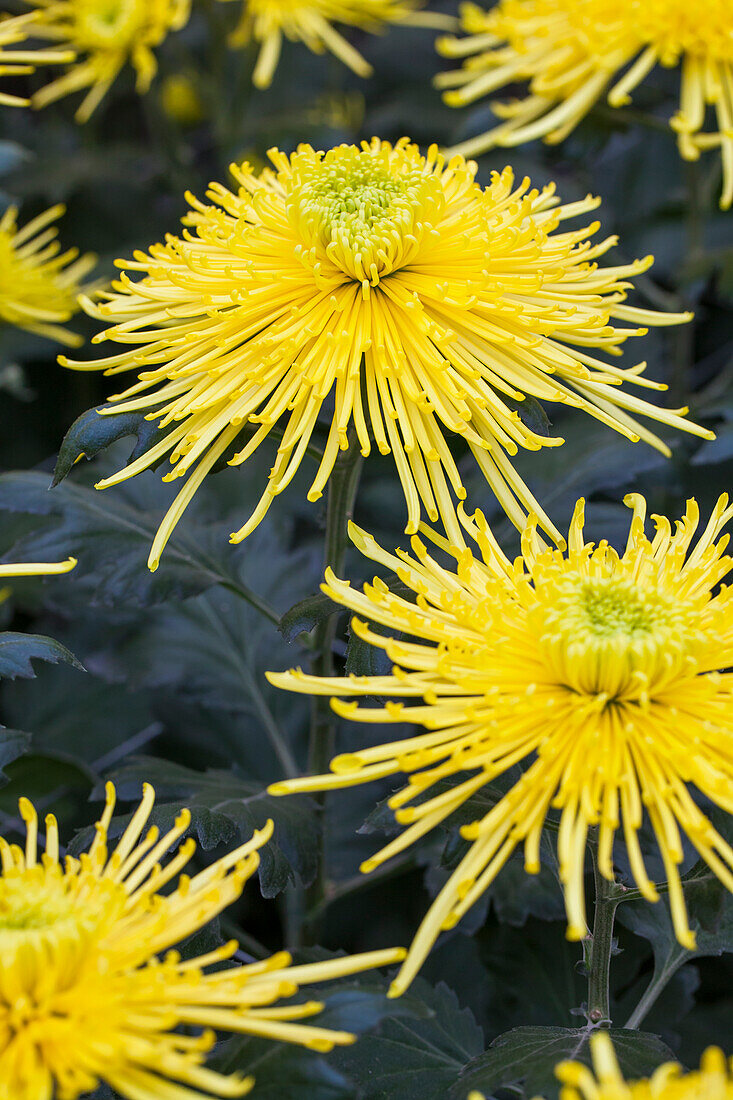 Chrysanthemum indicum 'Golden Spider'