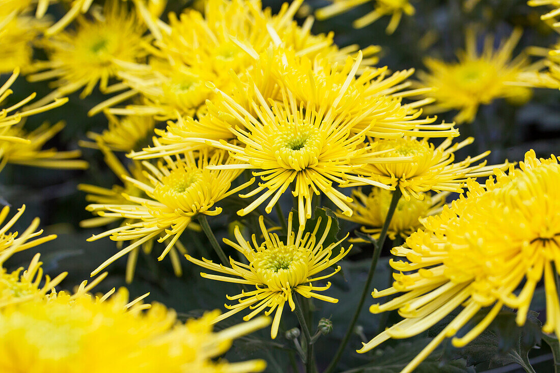 Chrysanthemum indicum Golden Spider