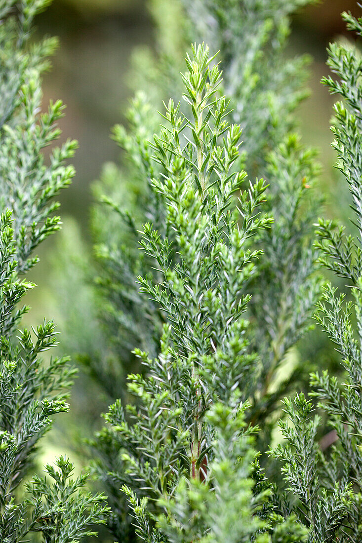 Chamaecyparis lawsoniana 'Ellwoodii'.