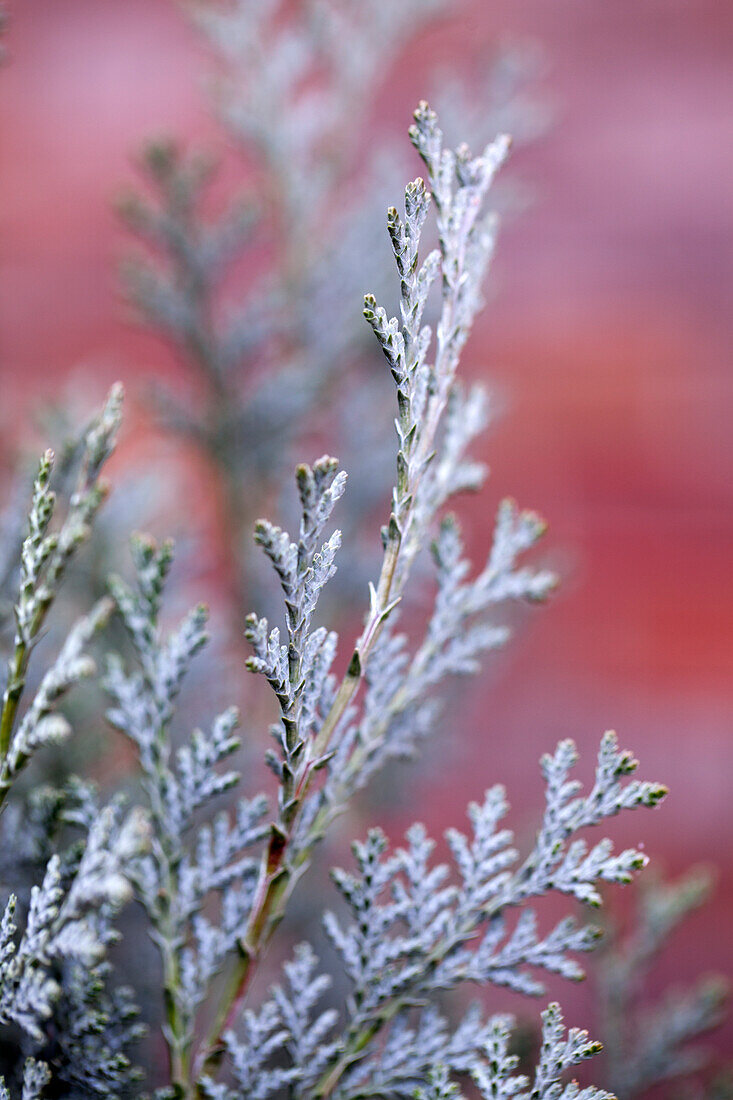 Chamaecyparis lawsoniana 'Van Pelt's Blue'.