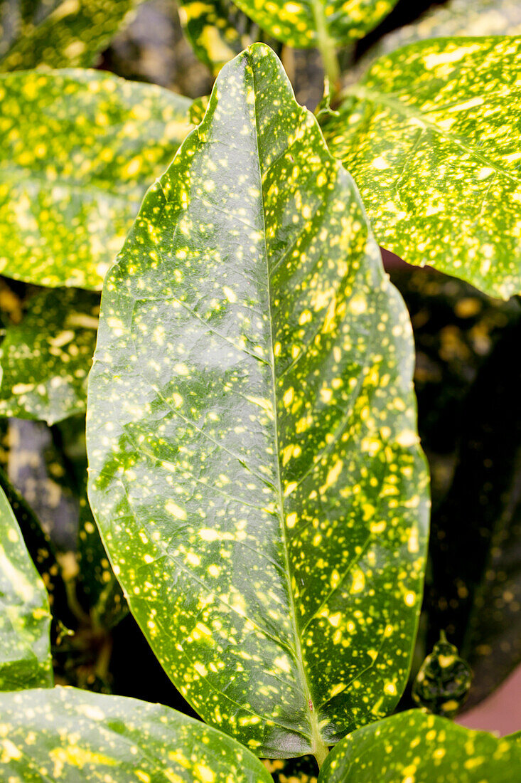 Aucuba japonica 'Variegata'