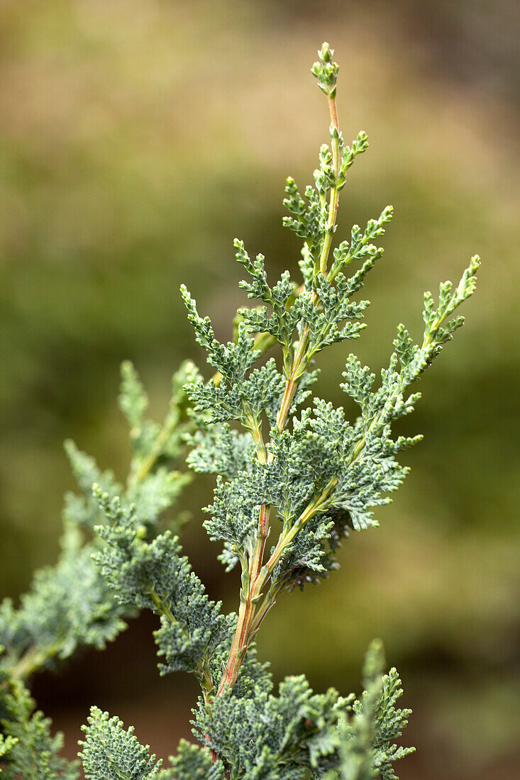 Chamaecyparis lawsoniana 'Wisselii'