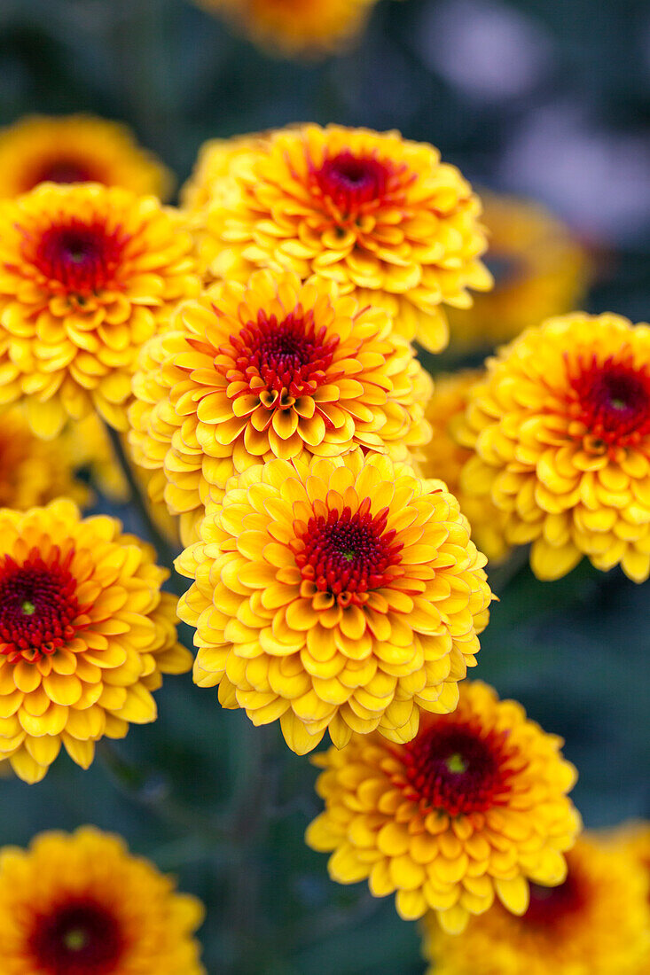 Chrysanthemum 'Asia-Cut Mums® Madras'(s)