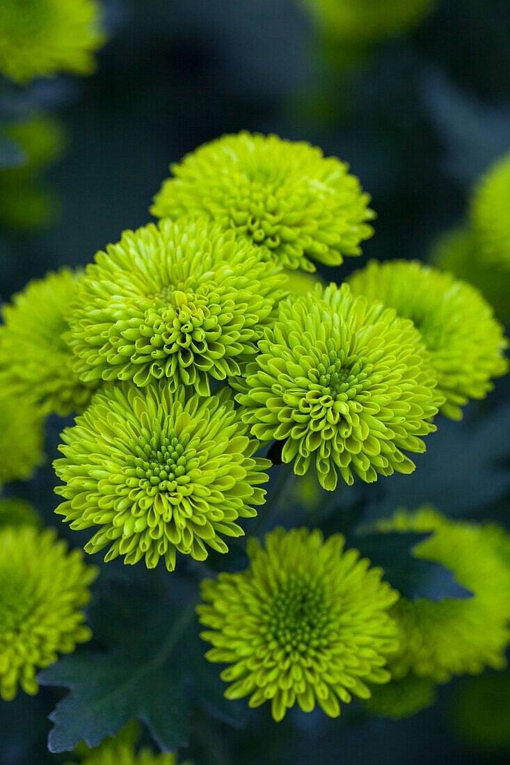 Chrysanthemum 'Asia-Cut Mums® Hue'(s)