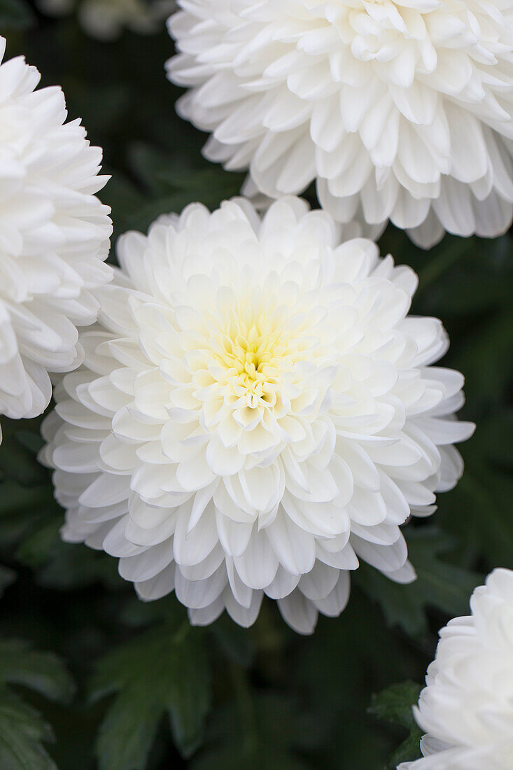 Chrysanthemum indicum 'Zembla White'(s)