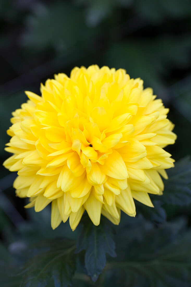 Chrysanthemum 'Asia-Cut Mums® Ninja'(s)