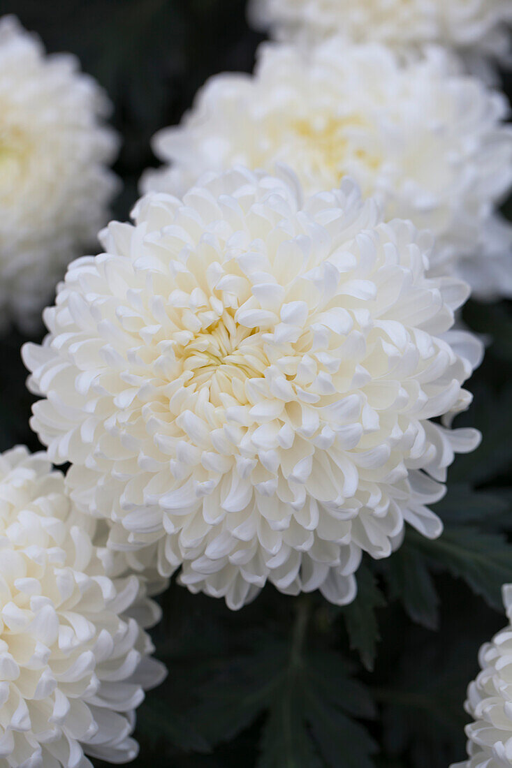 Chrysanthemum indicum 'Snowdon White' (s)