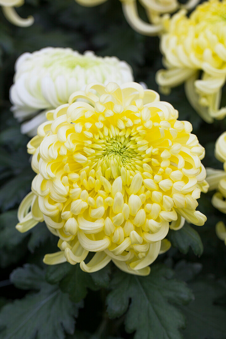 Chrysanthemum 'Asia-Cut Mums® Vienna Cream'(s)