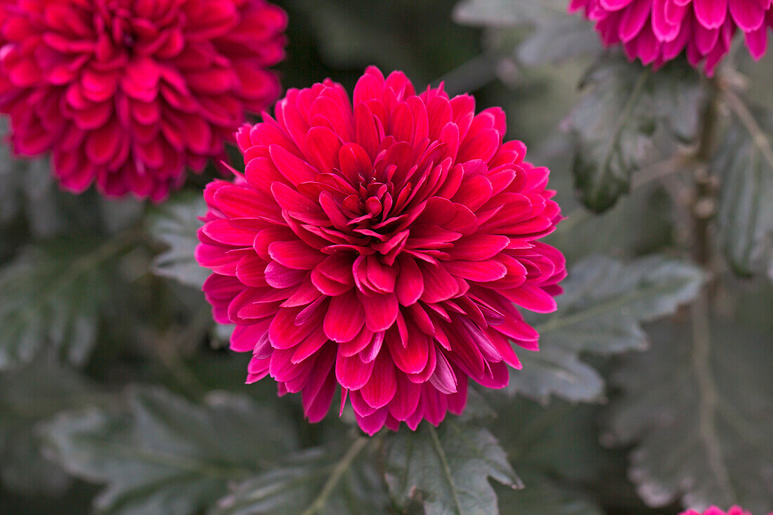 Chrysanthemum indicum 'Barca'(s)