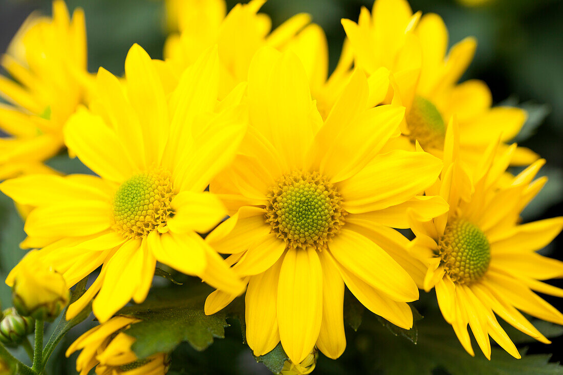 Chrysanthemum 'Pemba Yellow'(s)