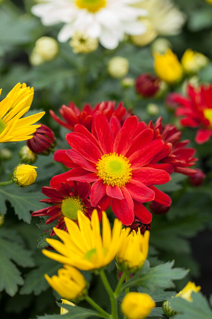 Chrysanthemum 'Pemba Mix'(s)