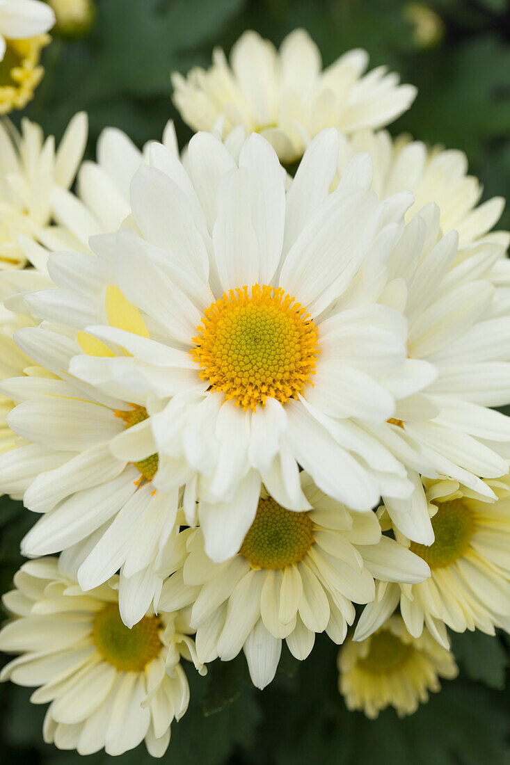 Chrysanthemum Island-Pot-Mums 'Luzon White Impr.'(s)