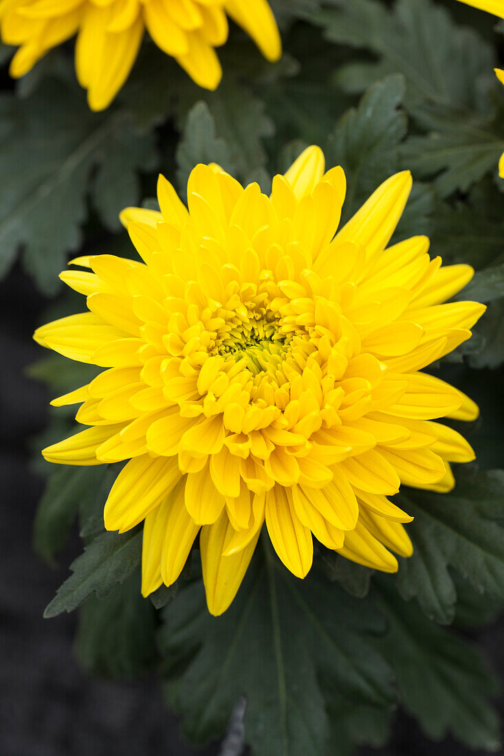 Chrysanthemum indicum 'Trumpf Yellow'