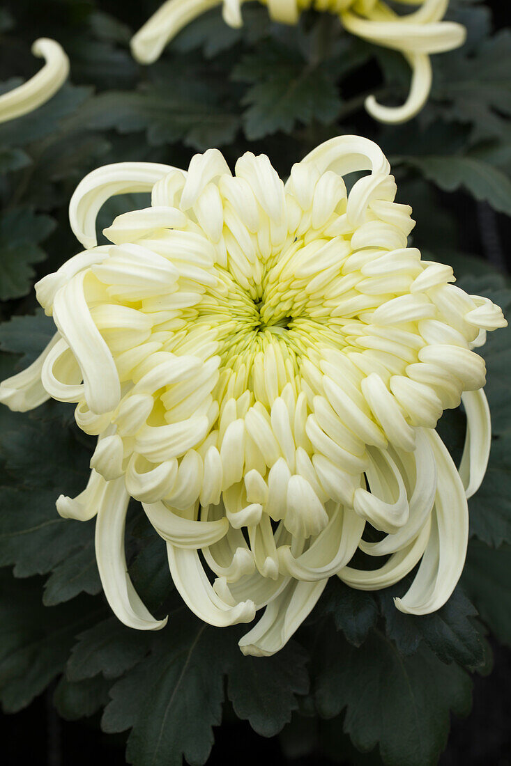 Chrysanthemum 'Asia-Cut Mums® Vienna White'(s)