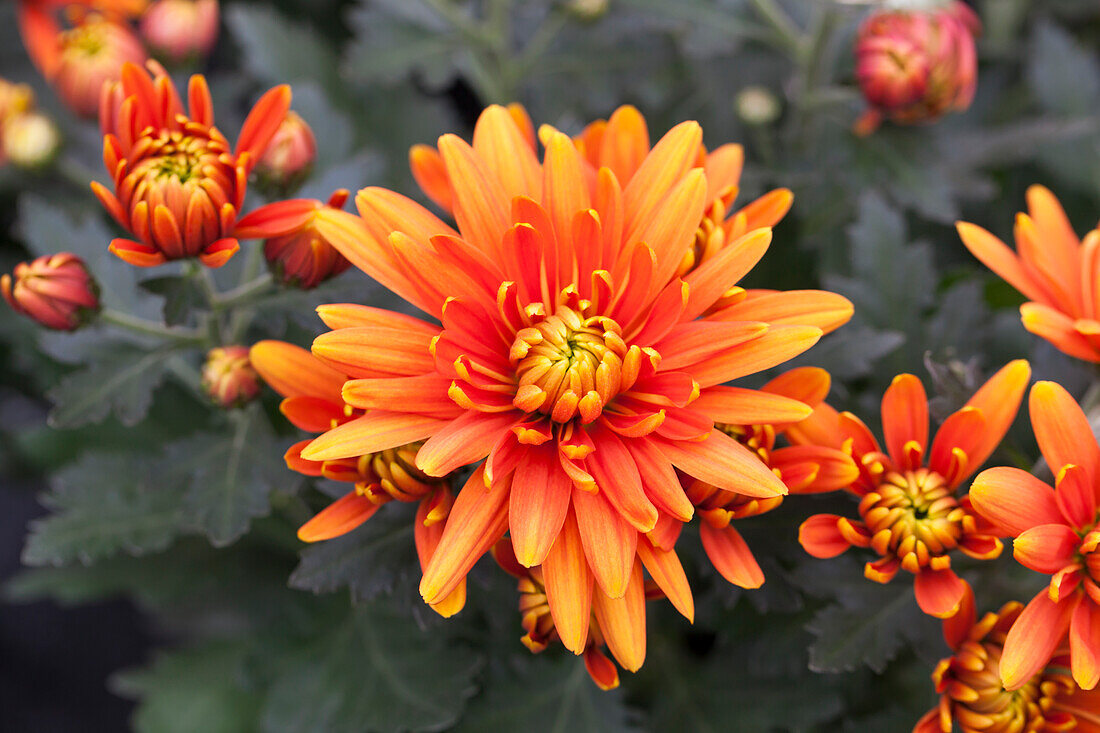Chrysanthemum indicum 'Durango'(s)