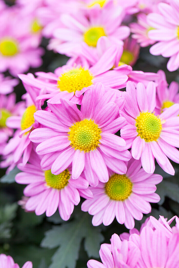 Chrysanthemum Island-Pot-Mums 'Pera'(s)