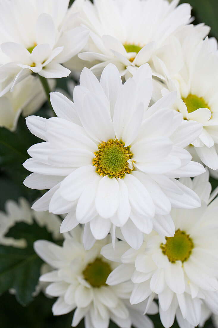 Chrysanthemum 'Asia-Cut Mums® Kowloon'(s)