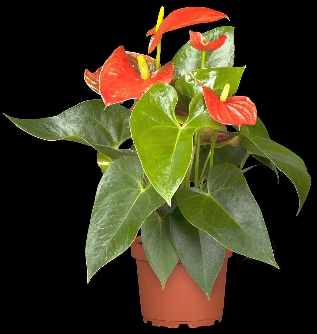 Anthurium x andreanum, orange