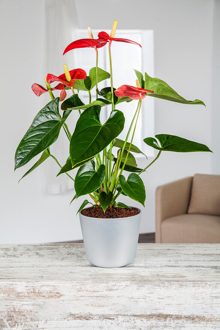 Anthurium