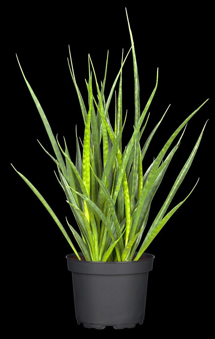 Sansevieria