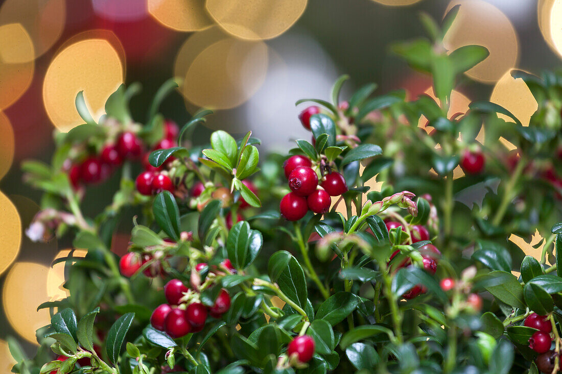 Vaccinium vitis-idaea 'Miss Cherry'(s)