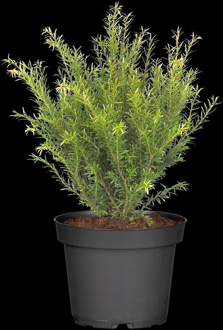 Taxus baccata 'Renke's little green one'®