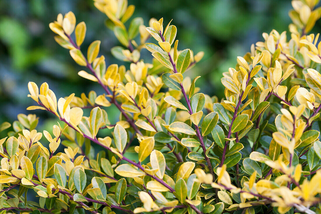 Ilex crenata Golden Gem