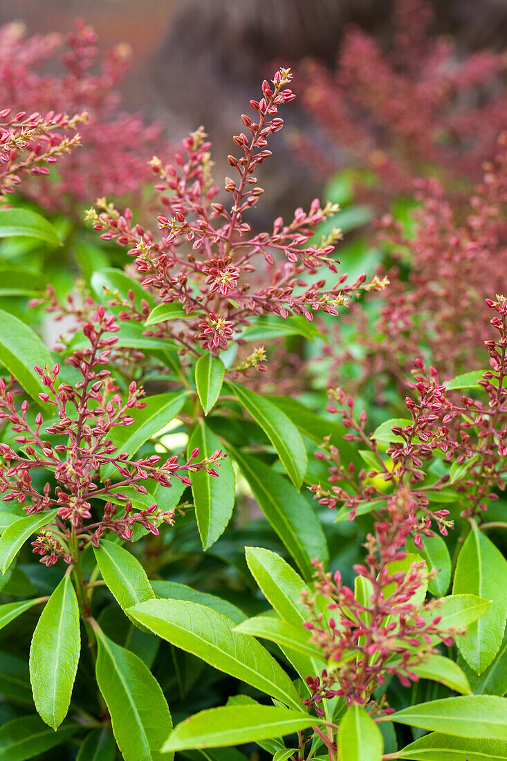 Pieris japonica Valley Valentine