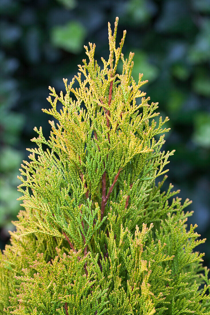 Thuja occidentalis 'Golden Smaragd'®