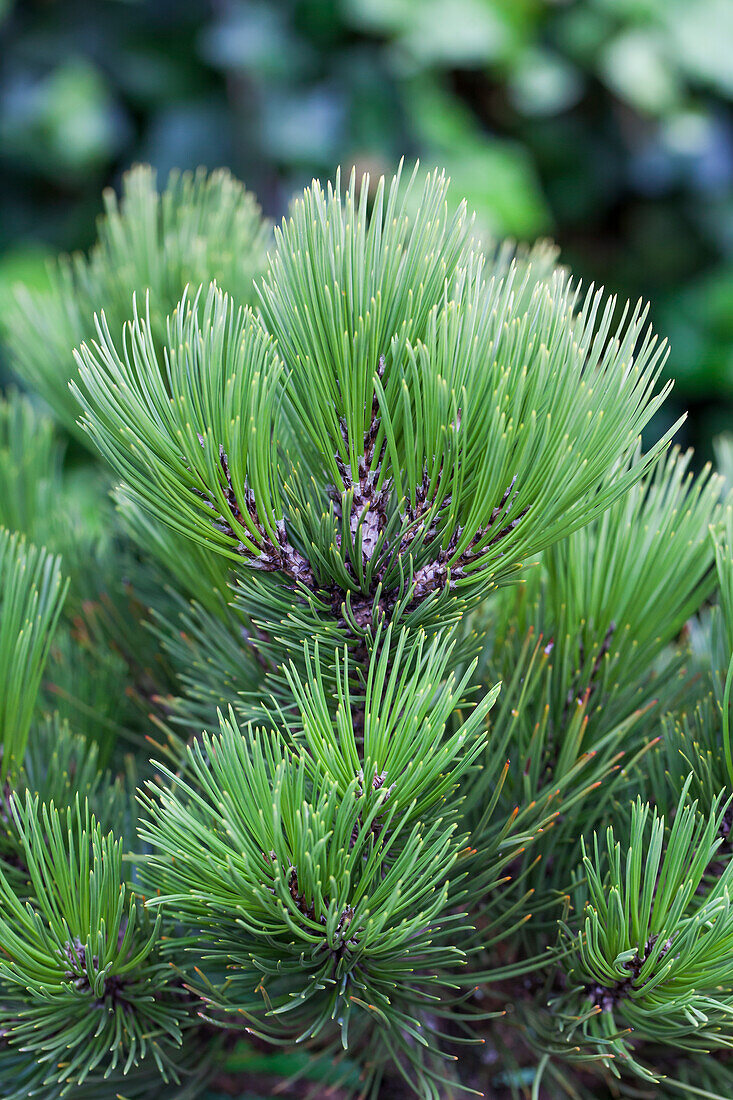 Pinus heldreichii 'Compact Gem'