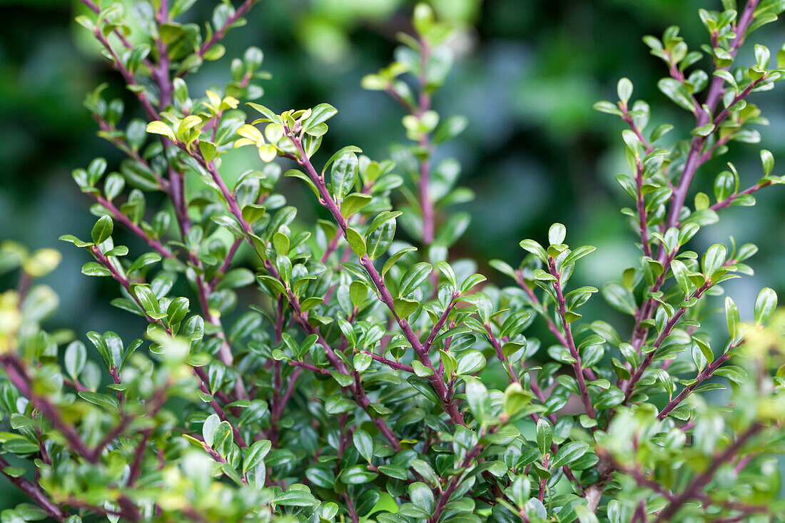 Ilex crenata 'Glorie Gem'