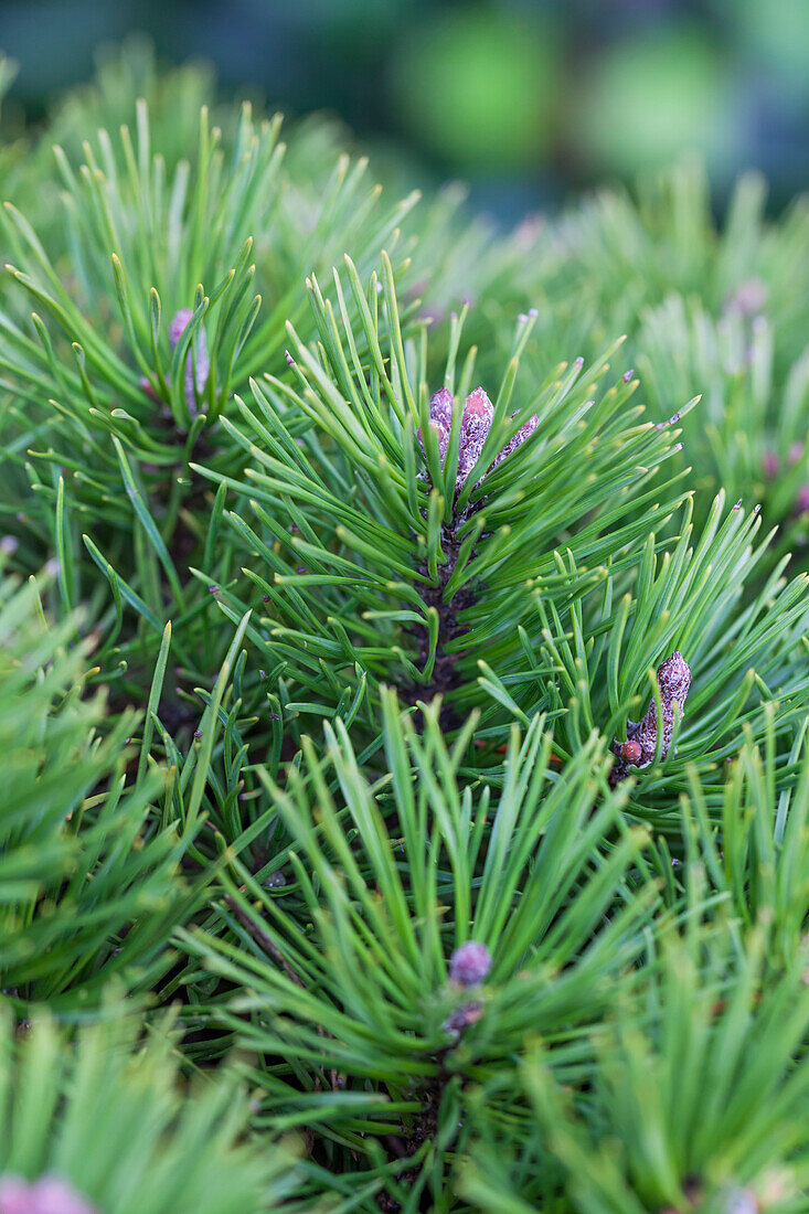 Pinus pumila