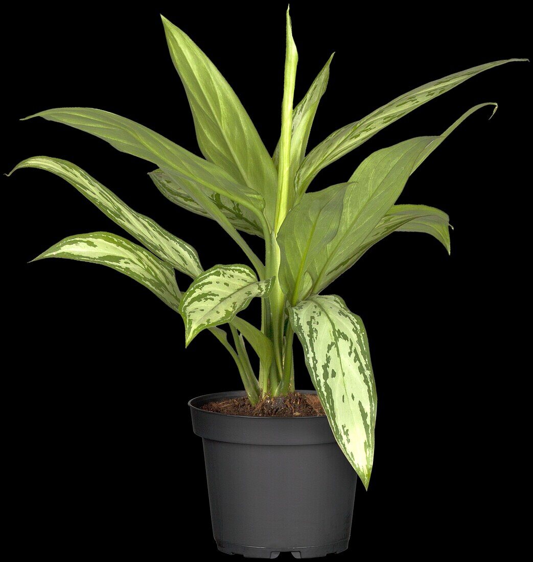 Aglaonema commutatum