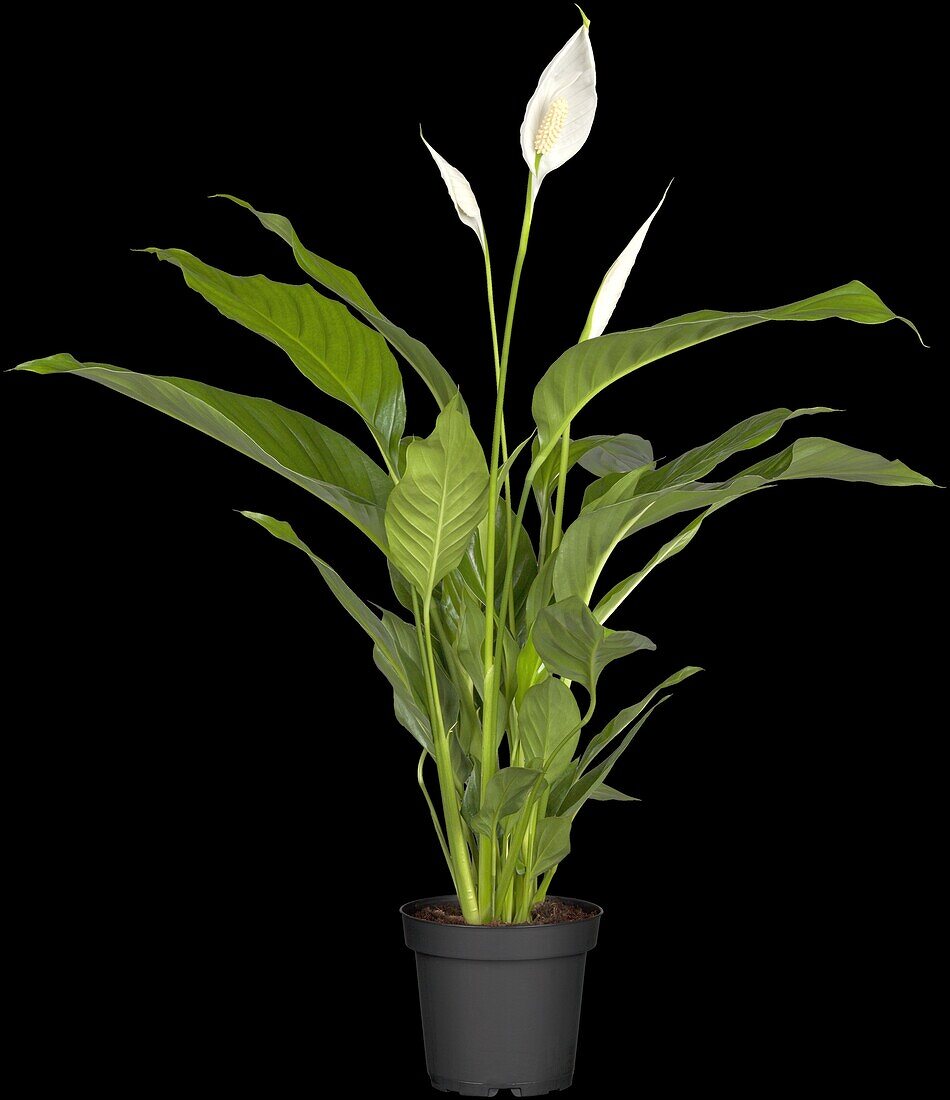 Spathiphyllum floribundum