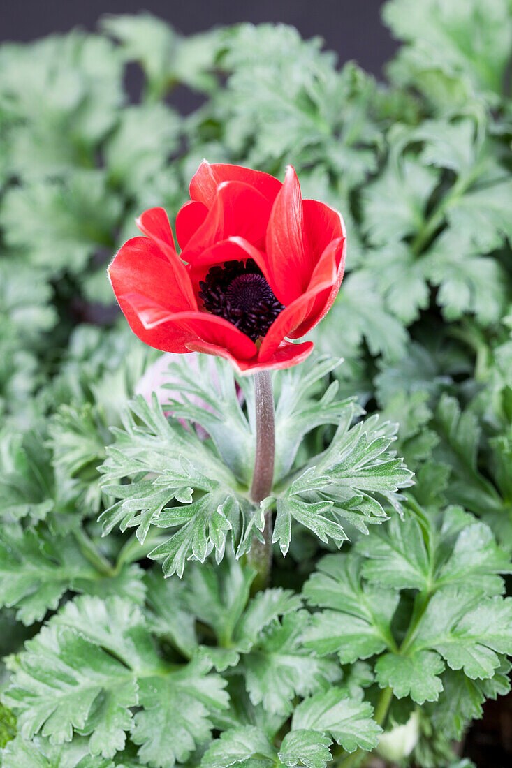 Anemone coronaria