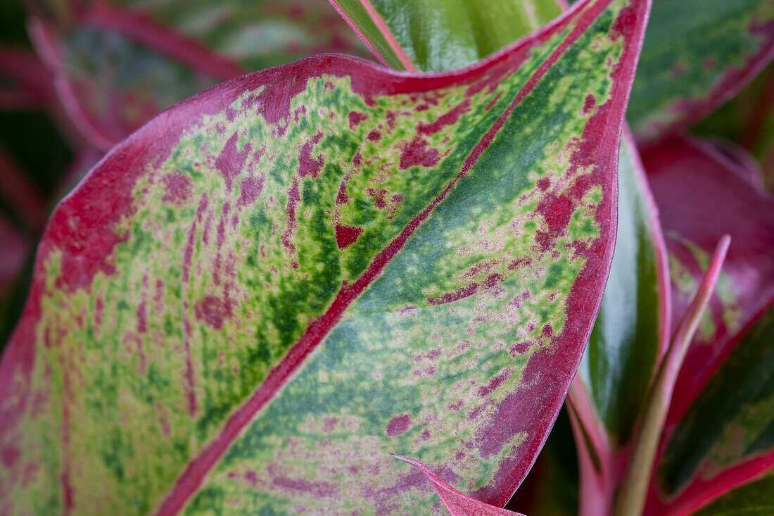 Aglaonema commutatum