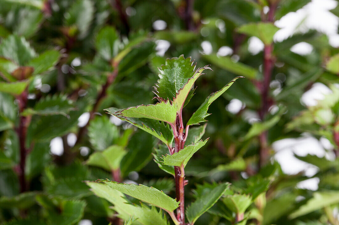 Ilex meserveae 'Little Pirat'®