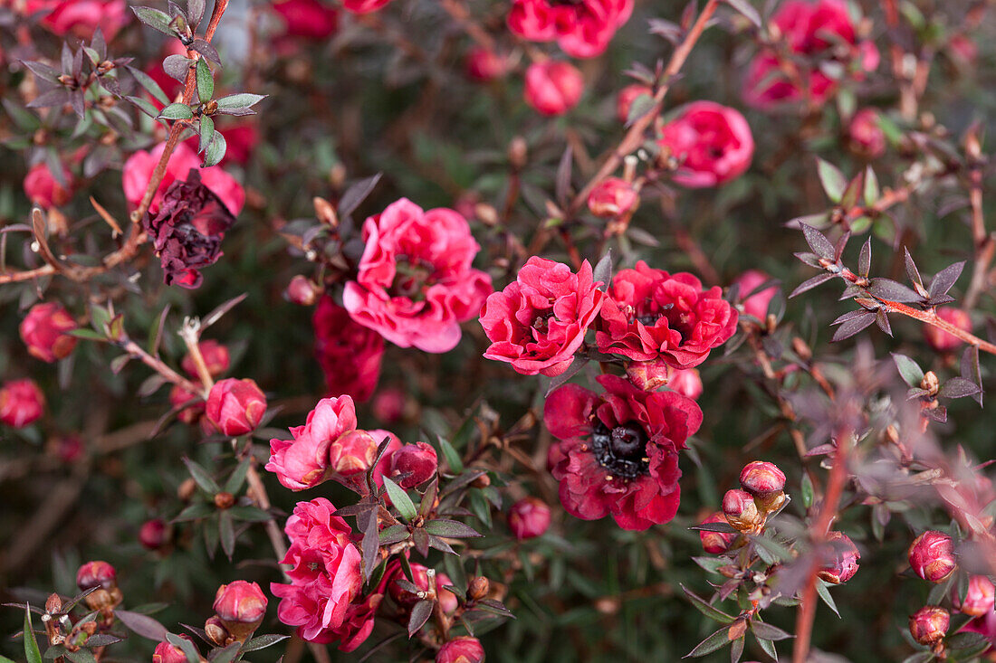 Leptospermum scoparium