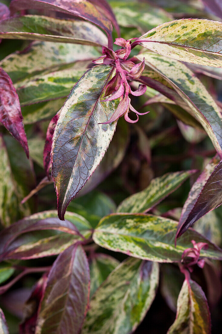 Leucothoe walteri Rainbow