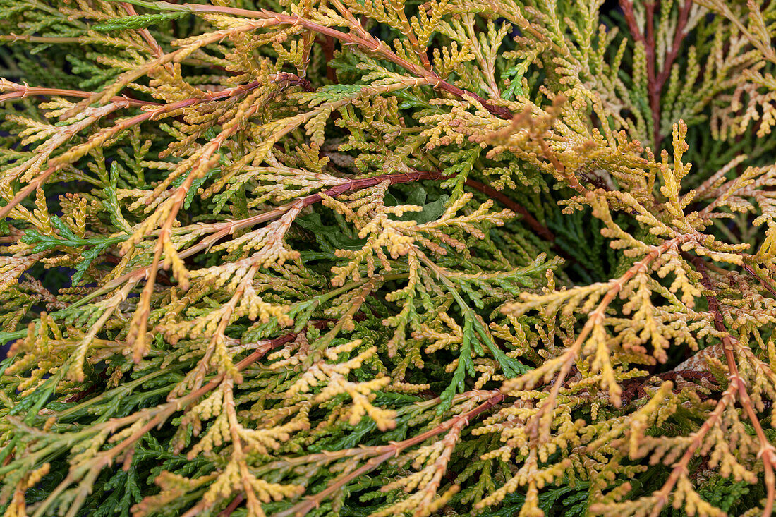 Chamaecyparis obtusa 'Kamarachiba'.