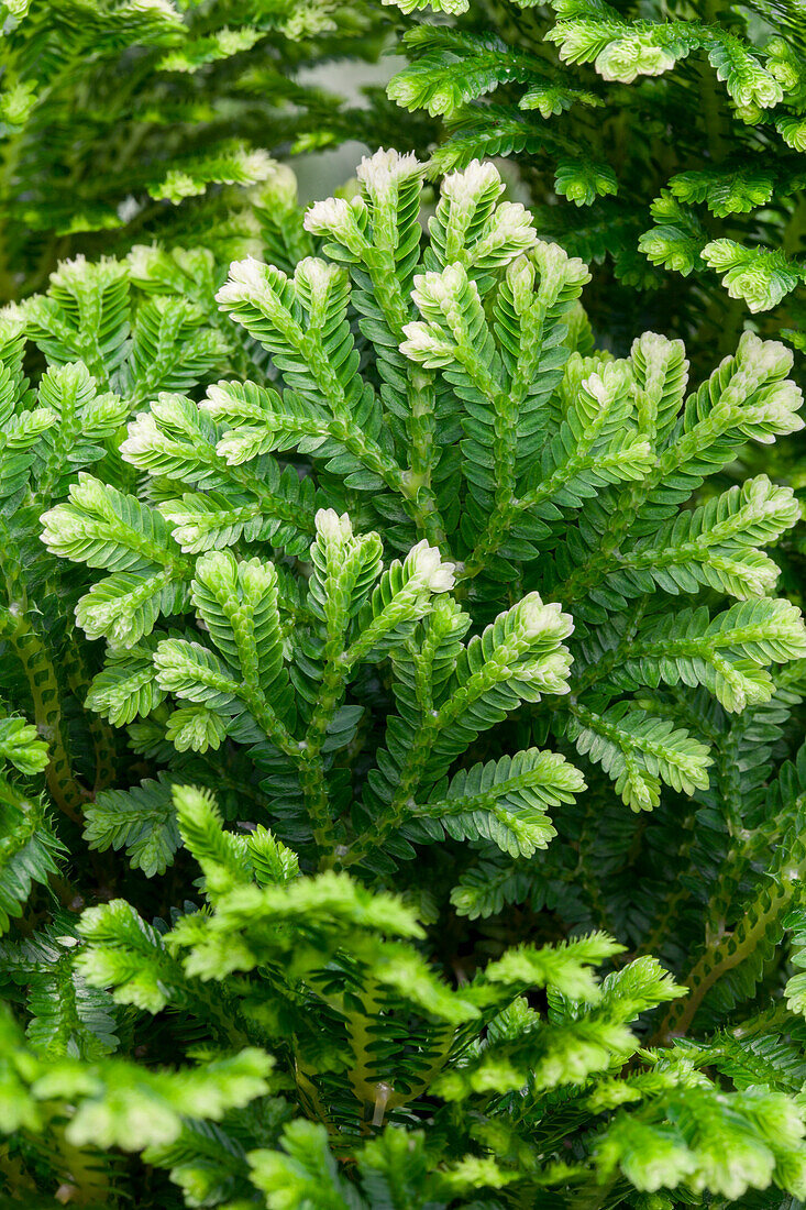 Selaginella martensii