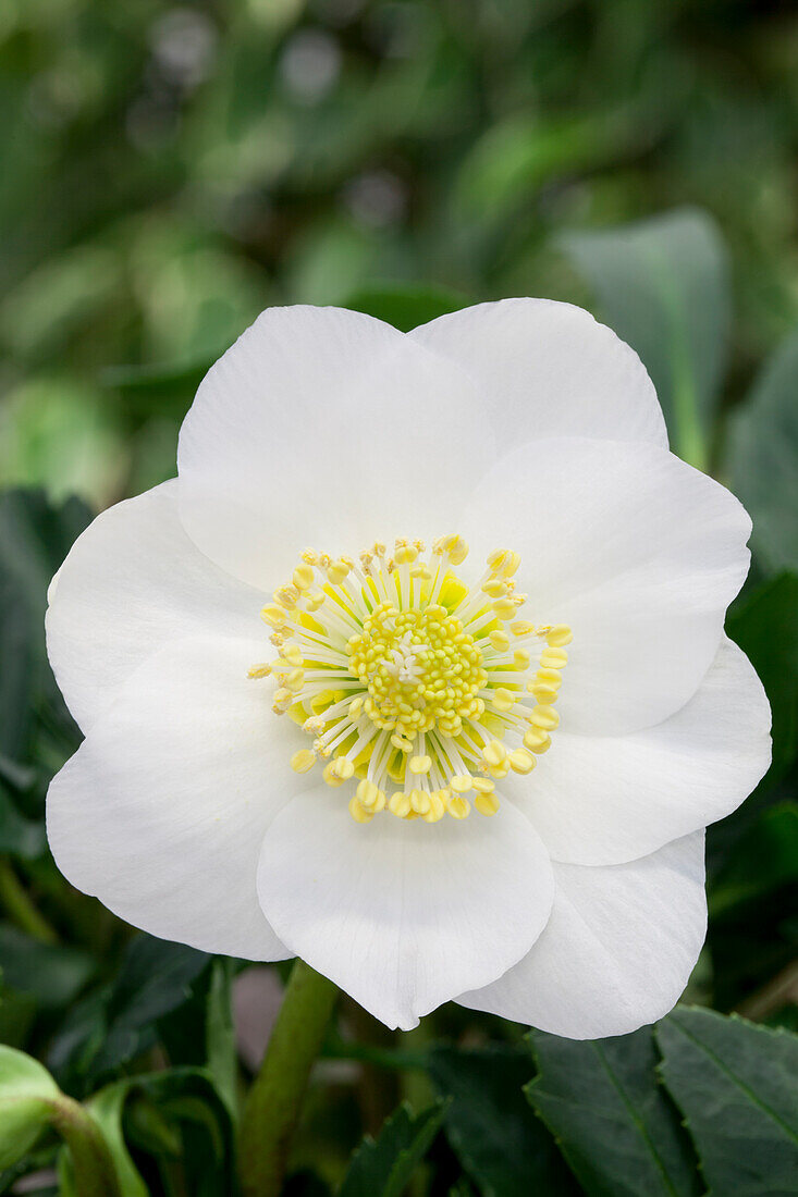 Helleborus niger 'Christmas Star'