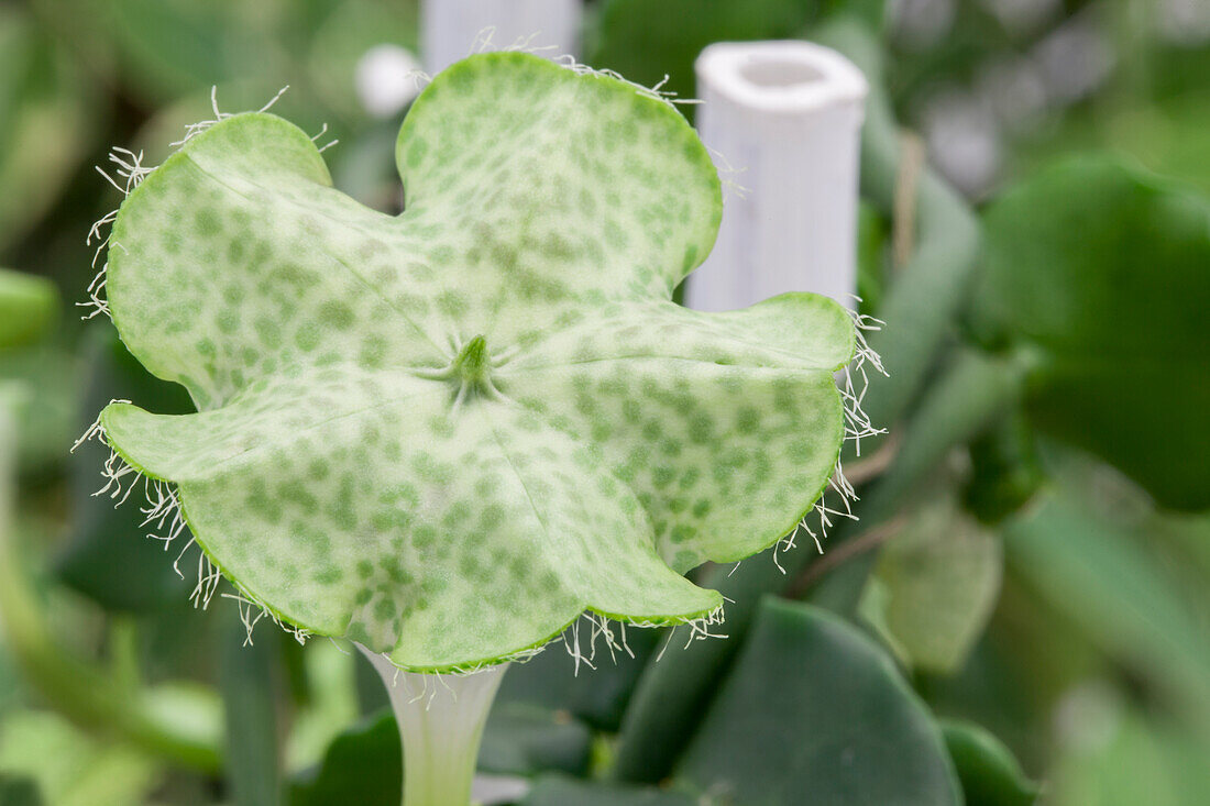 Ceropegia sandersonii 'African Parachute