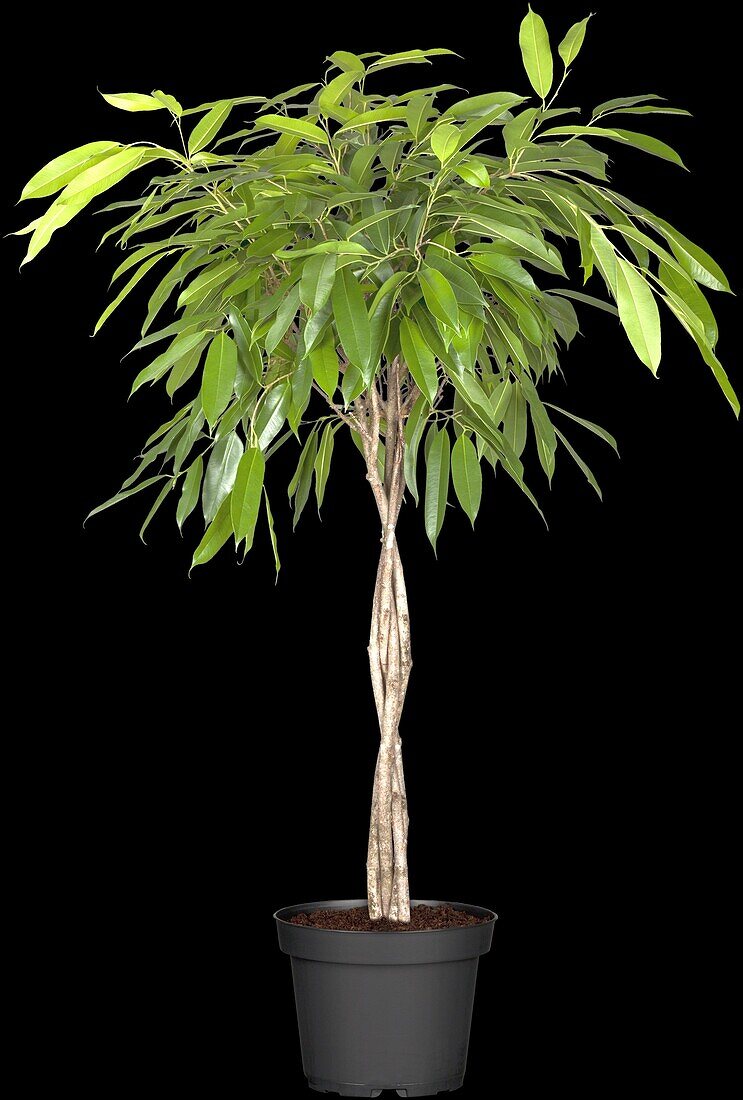 Ficus binnendijkii